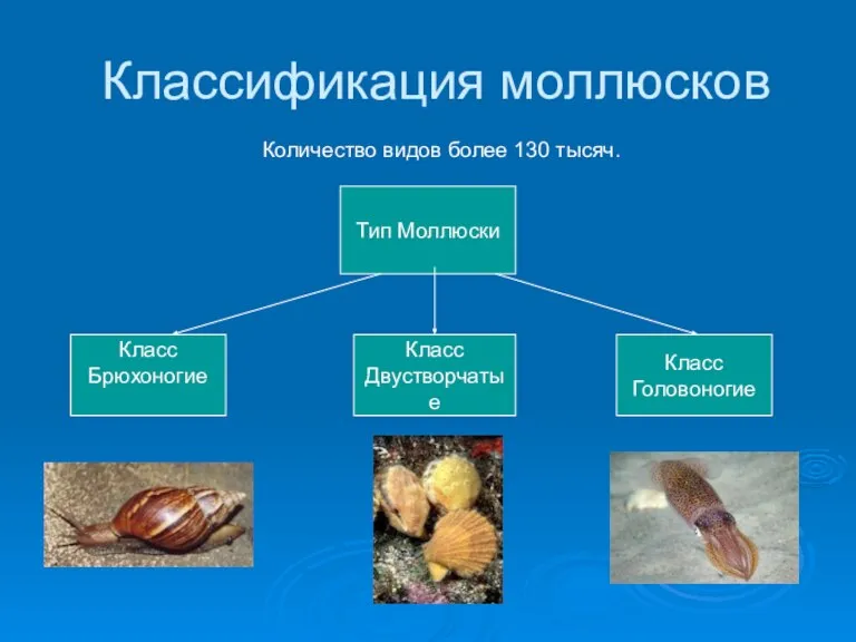 Классификация моллюсков Количество видов более 130 тысяч. Тип Моллюски Класс Брюхоногие Класс Двустворчатые Класс Головоногие