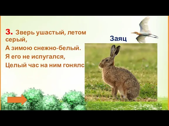 3. Зверь ушастый, летом серый, А зимою снежно-белый. Я его не испугался,