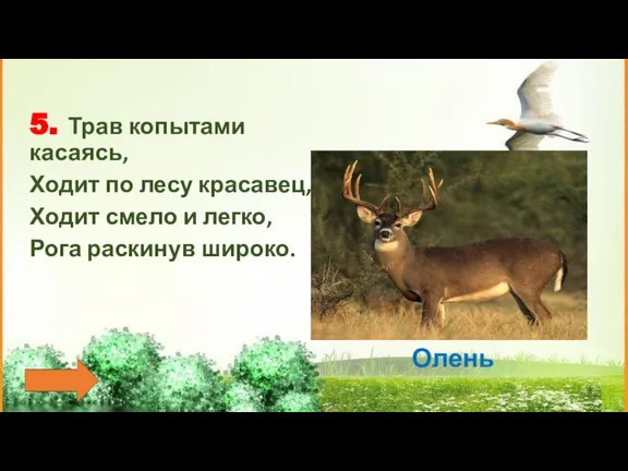 5. Трав копытами касаясь, Ходит по лесу красавец, Ходит смело и легко,