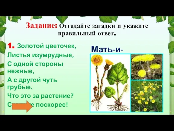 Задание: Отгадайте загадки и укажите правильный ответ. 1. Золотой цветочек, Листья изумрудные,