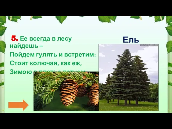 5. Ее всегда в лесу найдешь – Пойдем гулять и встретим: Стоит