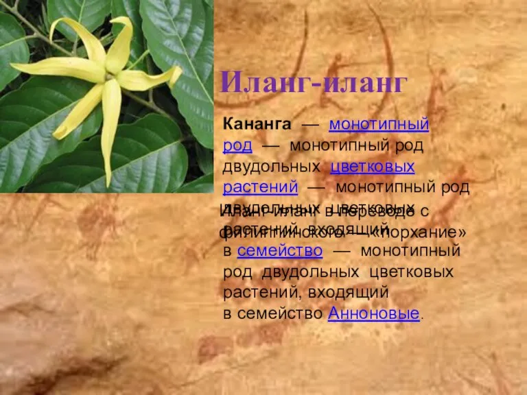 Иланг-иланг Кананга — монотипный род — монотипный род двудольных цветковых растений —