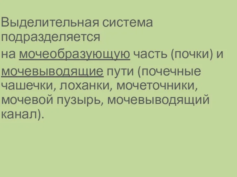 Выделительная система подразделяется на мочеобразующую часть (почки) и мочевыводящие пути (почечные чашечки,