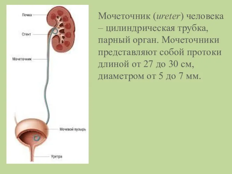 Мочеточник (ureter) человека – цилиндрическая трубка, парный орган. Мочеточники представляют собой протоки