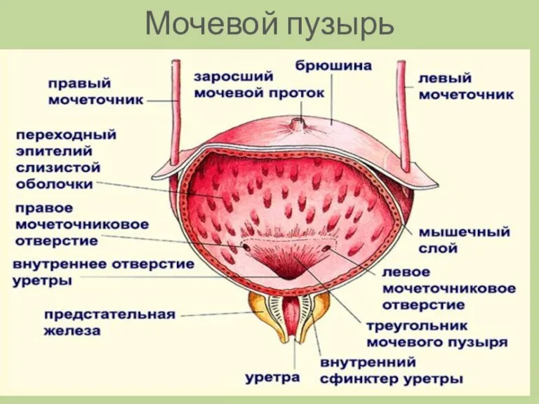 Мочевой пузырь