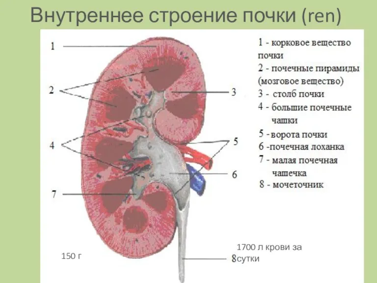 Внутреннее строение почки (ren) 150 г 1700 л крови за сутки