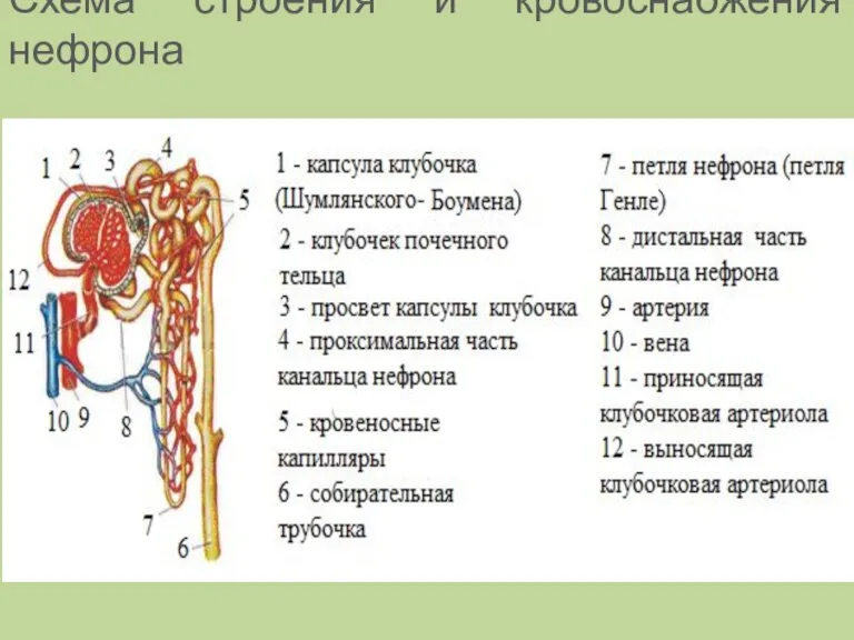 Схема строения и кровоснабжения нефрона