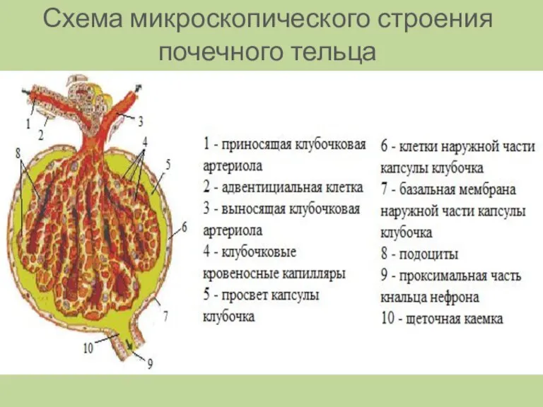 Схема микроскопического строения почечного тельца