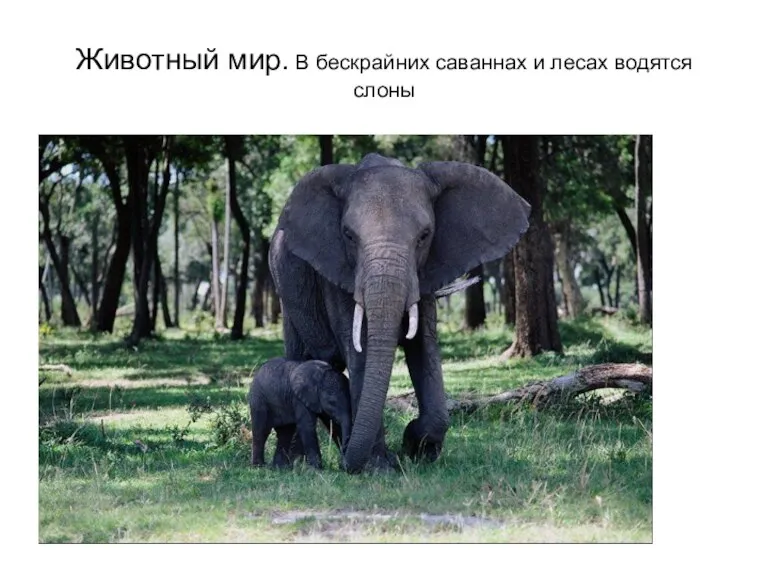 Животный мир. В бескрайних саваннах и лесах водятся слоны