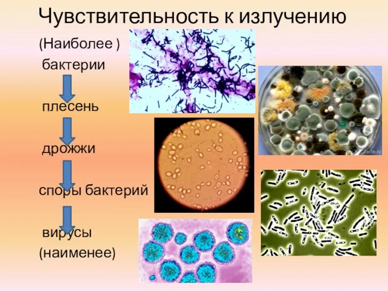 Чувствительность к излучению (Наиболее ) бактерии плесень дрожжи споры бактерий вирусы (наименее)