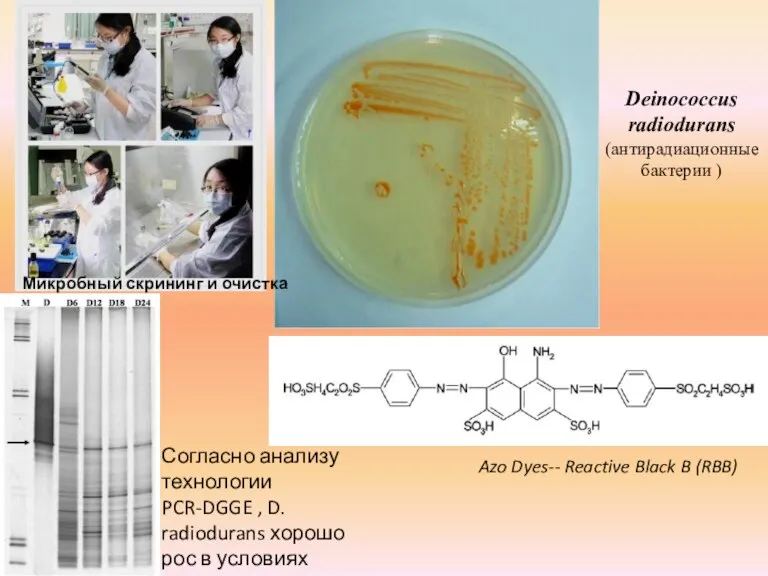 Микробный скрининг и очистка Deinococcus radiodurans (антирадиационные бактерии ) Согласно анализу технологии