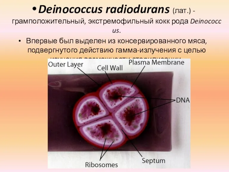 Deinococcus radiodurans (лат.) - грамположительный, экстремофильный кокк рода Deinococcus. Впервые был выделен