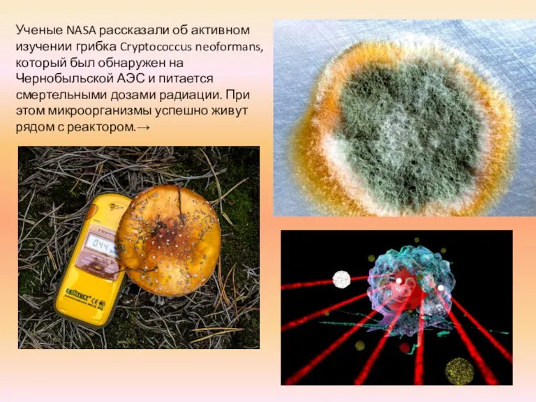 Ученые NASA рассказали об активном изучении грибка Cryptococcus neoformans, который был обнаружен