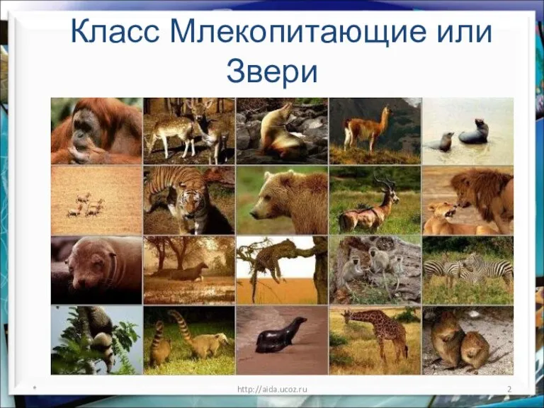 Класс Млекопитающие или Звери * http://aida.ucoz.ru