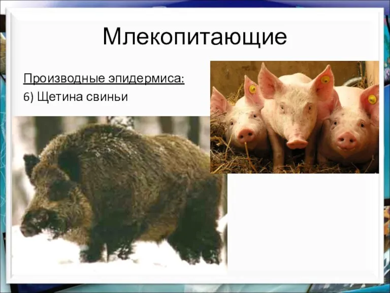 Млекопитающие Производные эпидермиса: 6) Щетина свиньи
