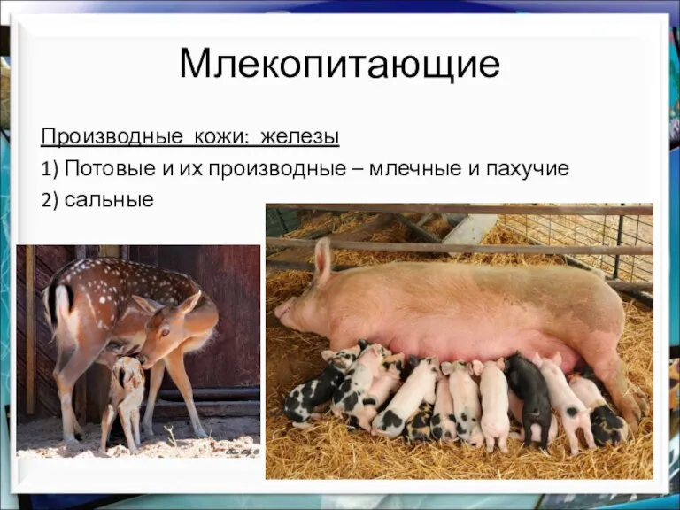 Млекопитающие Производные кожи: железы 1) Потовые и их производные – млечные и пахучие 2) сальные