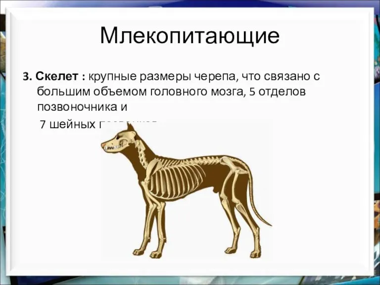 Млекопитающие 3. Скелет : крупные размеры черепа, что связано с большим объемом