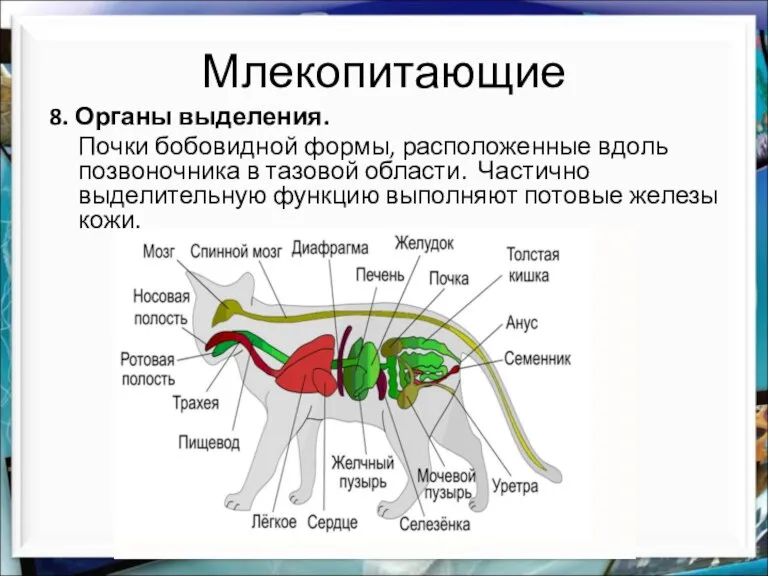 Млекопитающие 8. Органы выделения. Почки бобовидной формы, расположенные вдоль позвоночника в тазовой