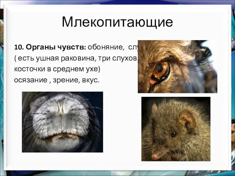 Млекопитающие 10. Органы чувств: обоняние, слух ( есть ушная раковина, три слуховые