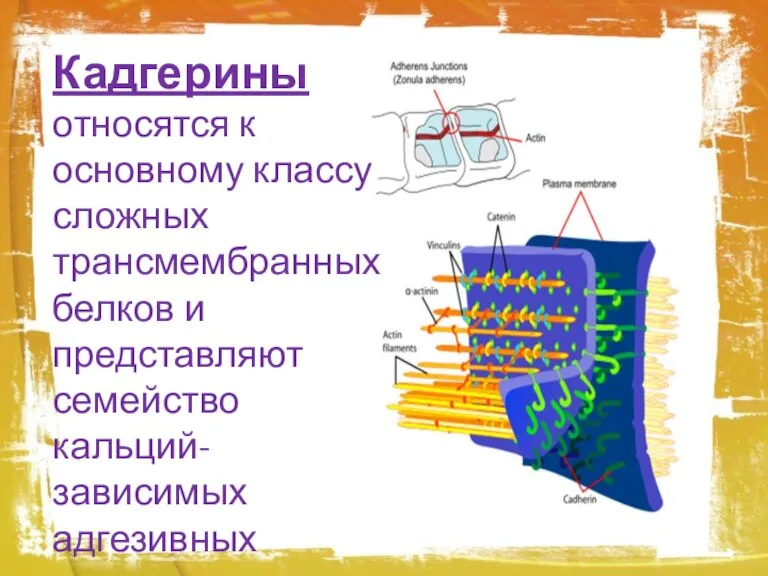 Кадгерины относятся к основному классу сложных трансмембранных белков и представляют семейство кальций-зависимых адгезивных молекул.