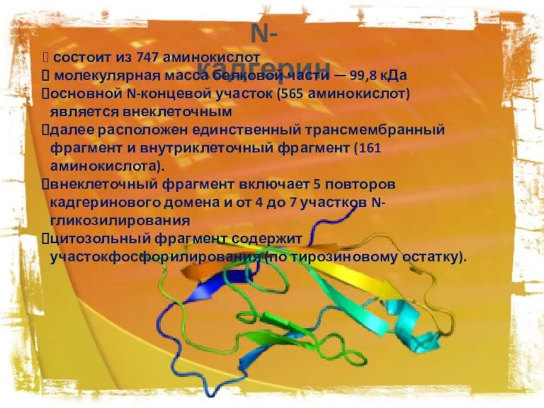 N-кадгерин состоит из 747 аминокислот молекулярная масса белковой части — 99,8 кДа