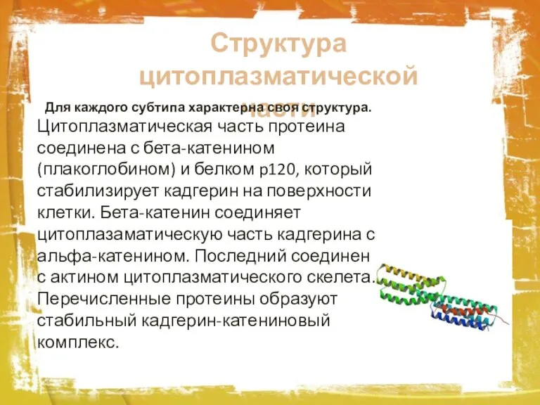 Структура цитоплазматической части Для каждого субтипа характерна своя структура. Цитоплазматическая часть протеина