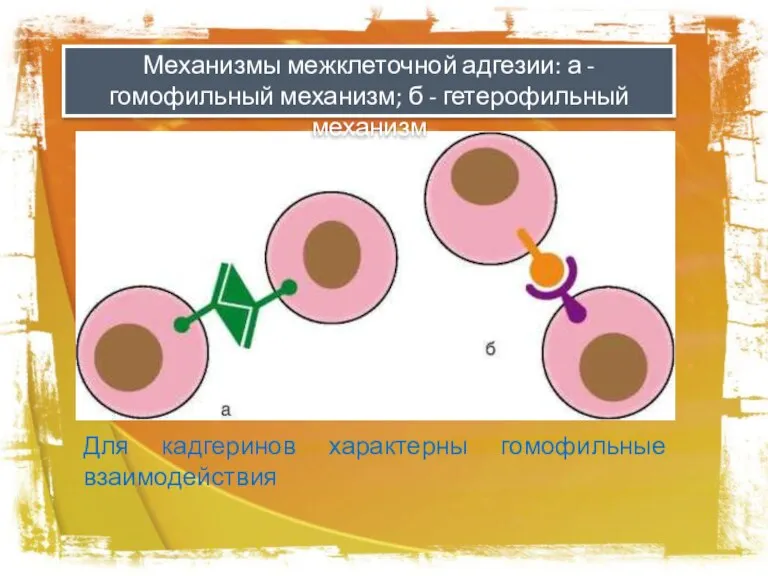 Механизмы межклеточной адгезии: а - гомофильный механизм; б - гетерофильный механизм Для кадгеринов характерны гомофильные взаимодействия