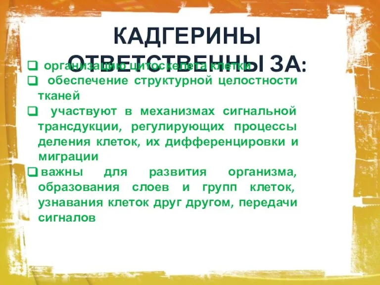 КАДГЕРИНЫ ОТВЕТСТВЕННЫ ЗА: организацию цитоскелета клетки обеспечение структурной целостности тканей участвуют в