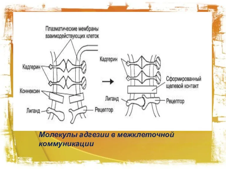 Молекулы адгезии в межклеточной коммуникации