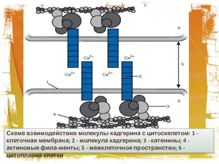 Схема взаимодействия молекулы кадгерина с цитоскелетом: 1 - клеточная мембрана; 2 -