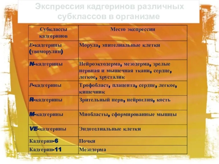 Экспрессия кадгеринов различных субклассов в организме