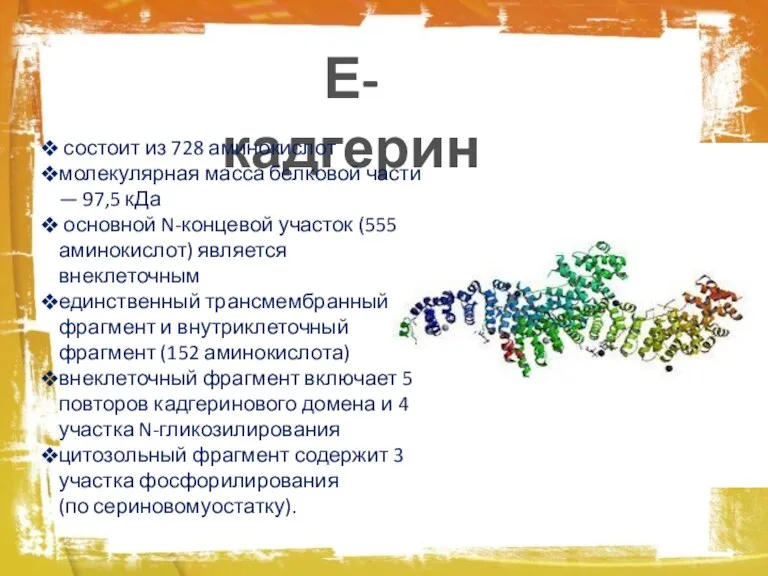 Е-кадгерин состоит из 728 аминокислот молекулярная масса белковой части — 97,5 кДа