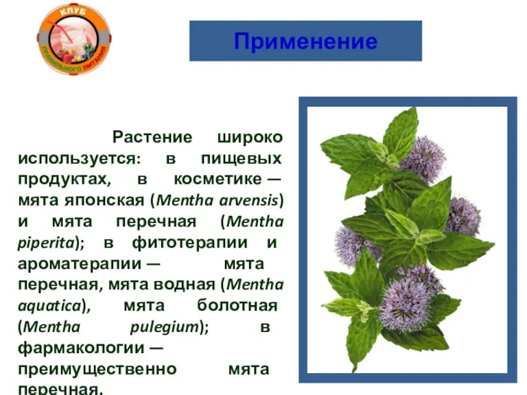 Применение Растение широко используется: в пищевых продуктах, в косметике — мята японская