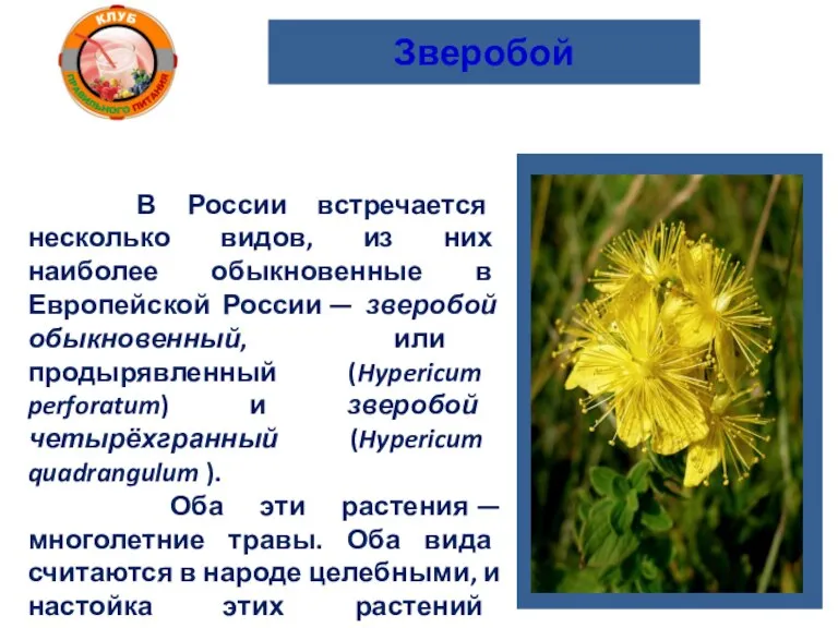 Зверобой В России встречается несколько видов, из них наиболее обыкновенные в Европейской