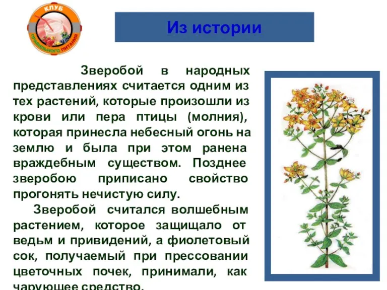 Из истории Зверобой в народных представлениях считается одним из тех растений, которые