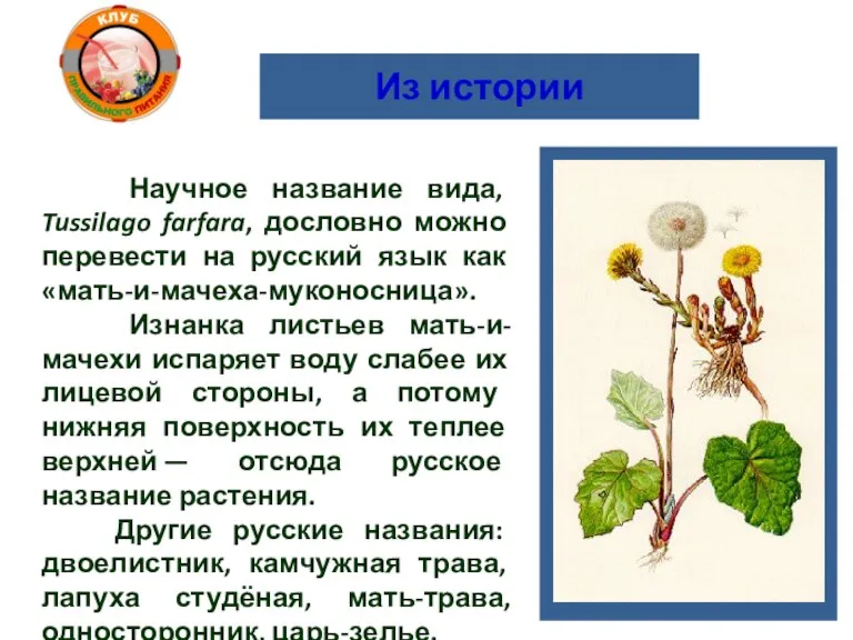 Из истории Научное название вида, Tussilago farfara, дословно можно перевести на русский