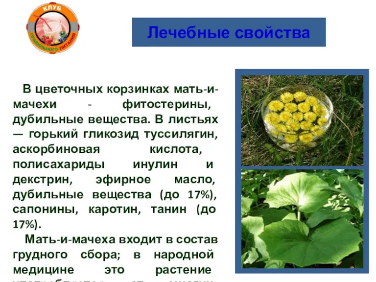 Лечебные свойства В цветочных корзинках мать-и-мачехи - фитостерины, дубильные вещества. В листьях
