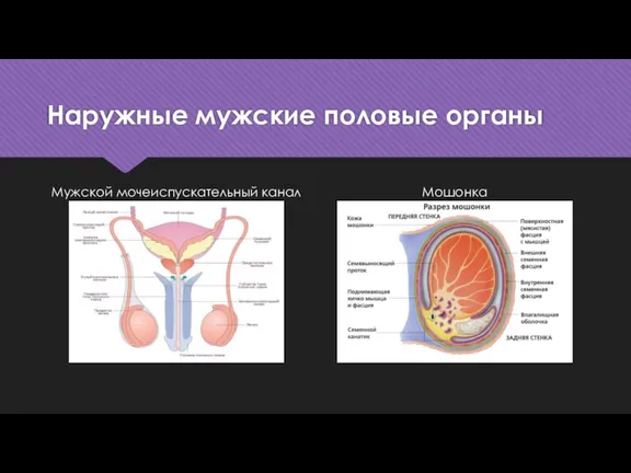 Наружные мужские половые органы Мужской мочеиспускательный канал Мошонка