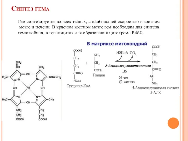 Синтез гема Гем синтезируется во всех тканях, с наибольшей скоростью в костном