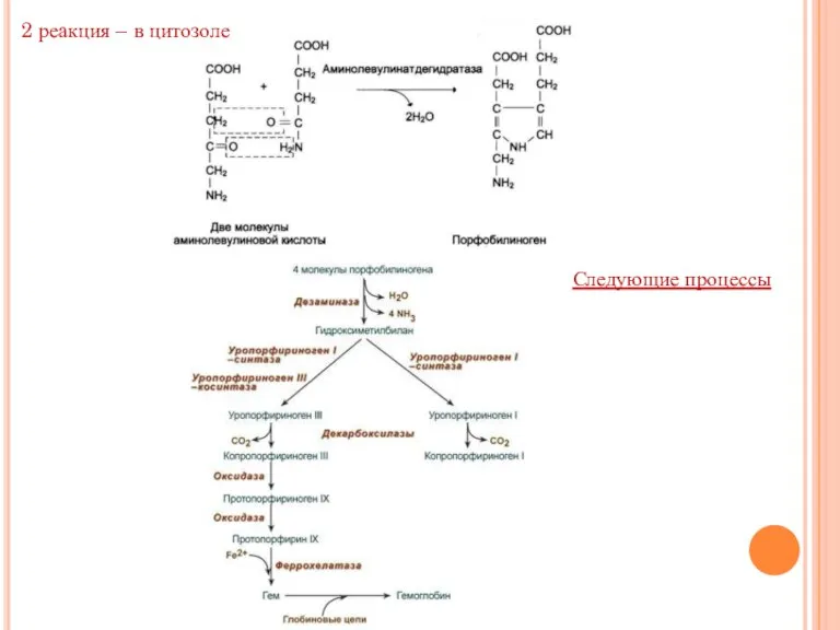 Следующие процессы 2 реакция – в цитозоле