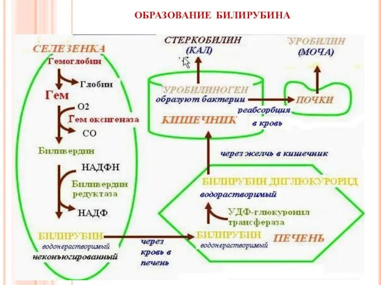 образование билирубина