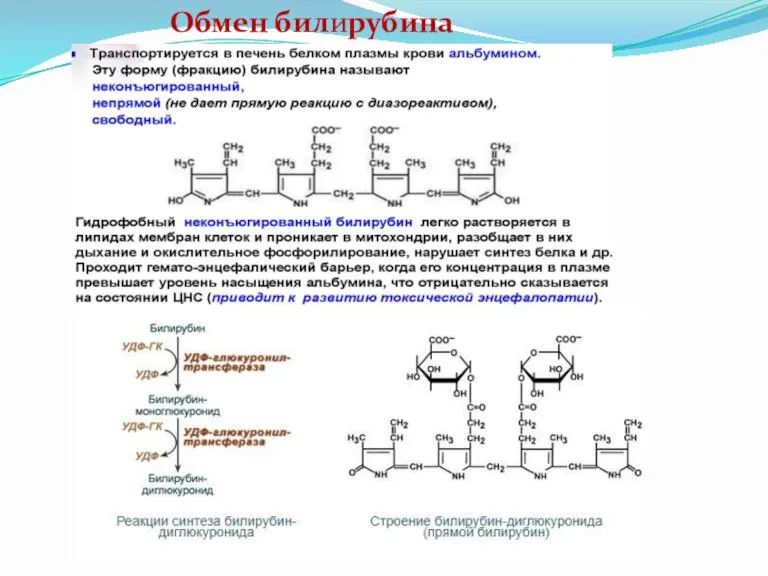 Обмен билирубина