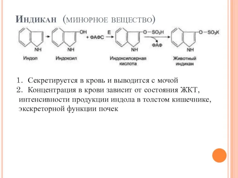 Индикан (минорное вещество) Секретируется в кровь и выводится с мочой Концентрация в