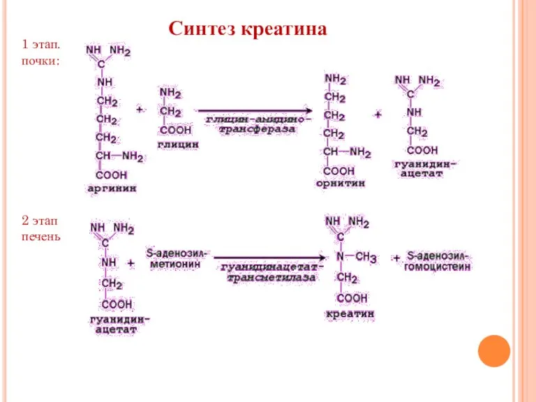 Синтез креатина 1 этап. почки: 2 этап печень