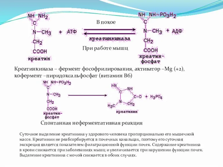 В покое При работе мышц Креатинкиназа – фермент фософрилирования, активатор –Мg (+2),