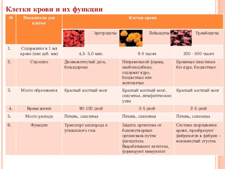 Клетки крови и их функции