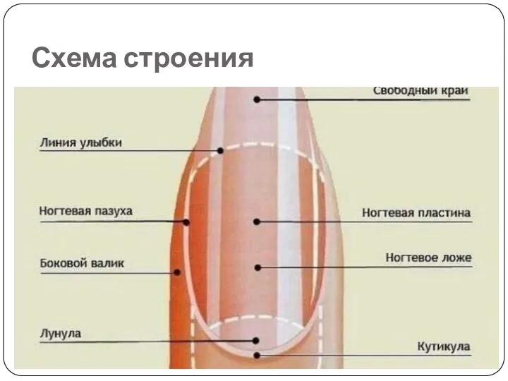 Схема строения