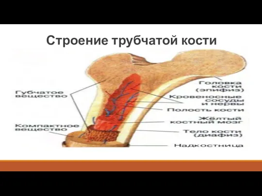 Строение трубчатой кости