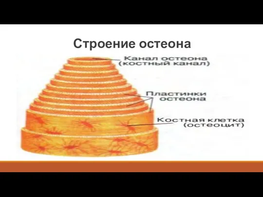 Строение остеона