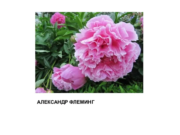 АЛЕКСАНДР ФЛЕМИНГ